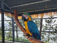 -西霞口神雕山野生动物世界