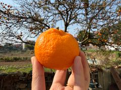 -老三样·旧食新味(绿地店)