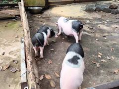 -海南热带野生动植物园