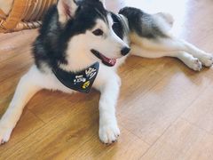 -Husky Go! 哈士奇体验馆·宠物咖啡厅狗咖