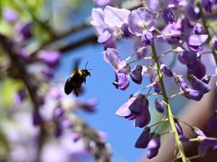 -嘉定紫藤园