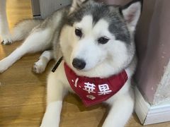 -Husky Go! 哈士奇体验馆·宠物咖啡厅狗咖