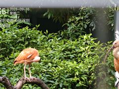 -深圳野生动物园