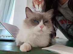 葡萄-喵喵咪呀布偶猫咖(春熙路店)