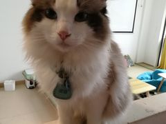 -猫在这儿猫咪咖啡馆·撸猫馆