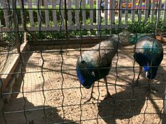 还有很多小动物哦，带着家人来吧-意大利农场度假村