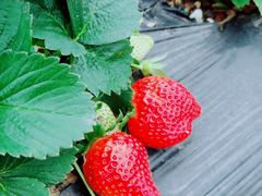 -任达丞国农庄(任达山庄店)