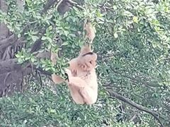 -深圳野生动物园