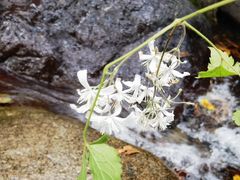 -云岫谷游猎自然风景区