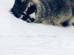 -浣熊柯尔鸭土拨鼠·电玩咖