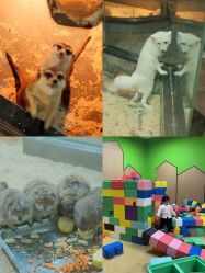 -未来动物城主题公园(正弘城店)