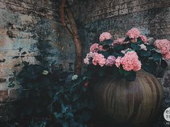 -金谷域澳洲庄园