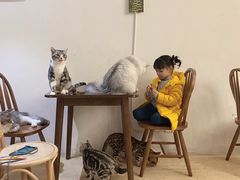 -猫友咖啡店(玉林西路店)