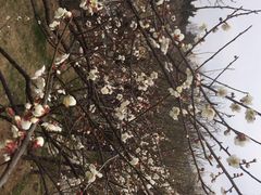 iphone_upload_pic-香雪海