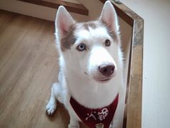 -Husky Go! 哈士奇体验馆·宠物咖啡厅狗咖