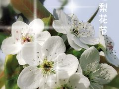 -树山生态村