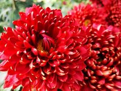 -杭州植物园