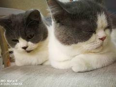 -喵的天空名猫咖啡馆·撸猫·猫舍·用品