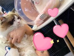 -十年猫舍·猫咪专门店(普陀店)