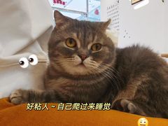 -猫咪派对(江南西店)