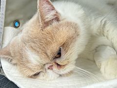 -纳吉亚猫专科动物诊疗中心(蒋宅口分院)