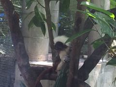 -新加坡飞禽公园