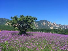 -紫云台香草园