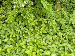 -黑龙江省森林植物园