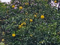 -华雅花园大酒店