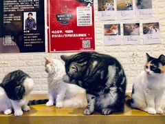 -平行世界·猫咖(首经贸店)