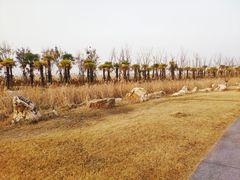 -春花秋色城市公园