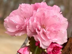 -天适樱花悠乐园