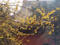 -洛阳白马寺