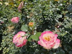 -人民公园(罗湖区)