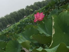 -白洋淀景区
