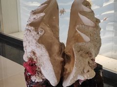 -青岛贝壳博物馆