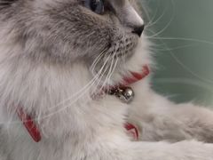 -喵喵咪呀布偶猫咖(春熙路店)