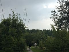 -大湾区中央湿地公园