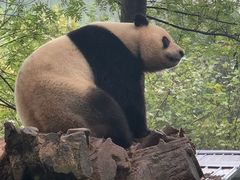 -都江堰中华大熊猫苑