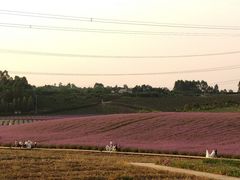 -紫颐香薰山谷景区