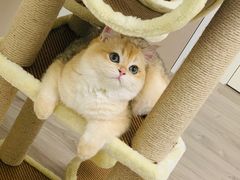 -东方名猫馆·英短金渐层布偶猫舍(环线广场1号楼店)