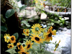 -The Flowers Coffee(南山店)