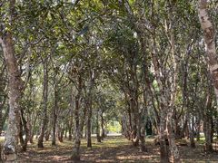 -中国科学院西双版纳热带植物园