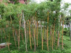 休息区-广西规划馆