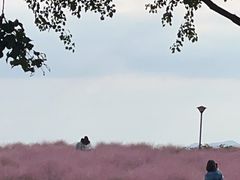 -贡湖湾湿地公园
