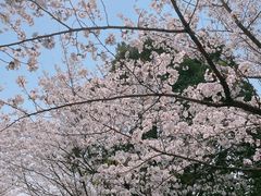 -高东镇樱花园