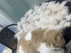 -老吴的猫·猫舍(新区店)
