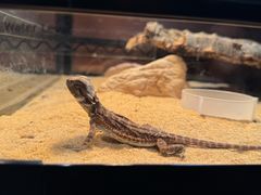 -帕帕拉兹宠物(亚洲旗舰店)