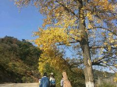 -千年银杏谷文化旅游区