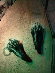 -酷嗒动物文化乐园(cutezoo西溪乐天城店)